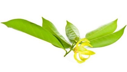 ylangylang2