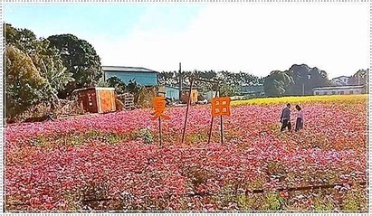 2024看花 賞花 波斯菊花海景點~台中大里夏田路附近