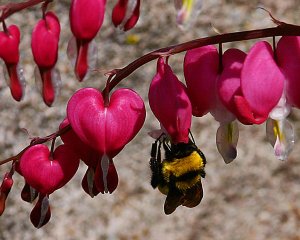 1944Bee_On_Bleeding_Heart.jpg