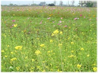 油菜花 波斯菊.JPG