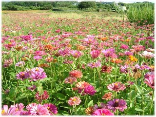 百日草 01.JPG