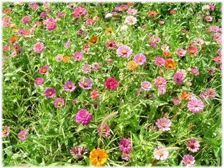 百日草 02.JPG
