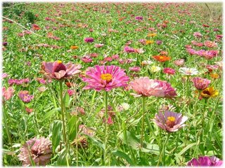 百日草 04.JPG