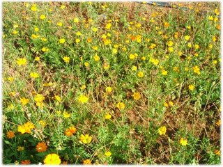 波斯菊 01.JPG