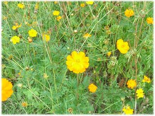 波斯菊 02.JPG