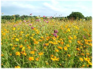 波斯菊 03.JPG