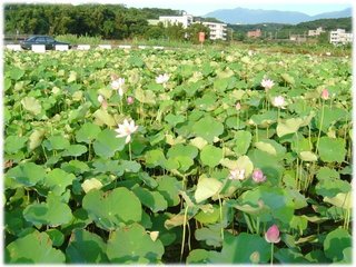 荷花01.JPG