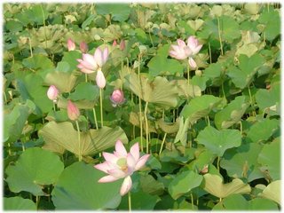 荷花02.JPG