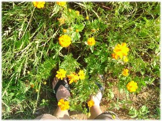 到此一遊 波斯菊.JPG