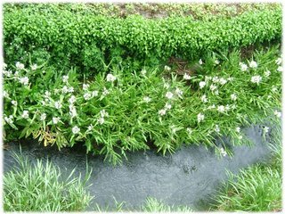 野薑花01.jpg