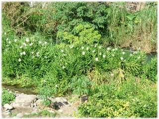 野薑花07.jpg