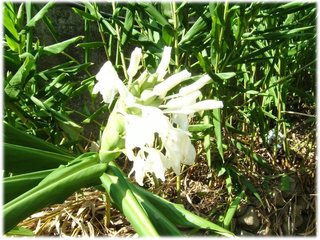 野薑花05.jpg