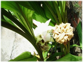 野薑花08.jpg