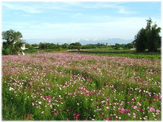 大波斯菊01.jpg