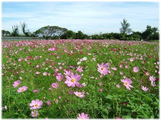 大波斯菊02.JPG
