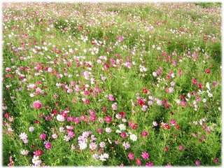 大波斯菊03.JPG