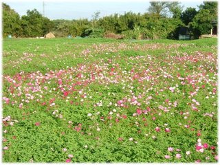 大波斯菊05.JPG