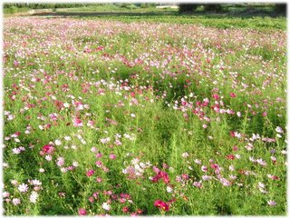 大波斯菊06.JPG