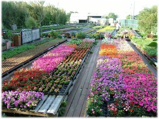 花卉農場01.JPG