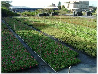 花卉農場02.JPG