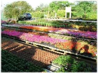 花卉農場03.JPG