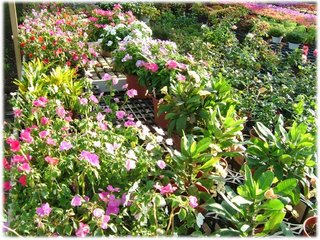 花卉農場04.JPG