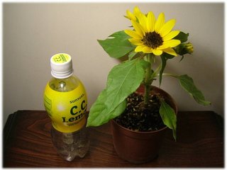 矮種向日葵03.JPG