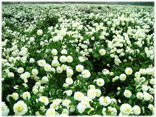 杭菊 白.jpg