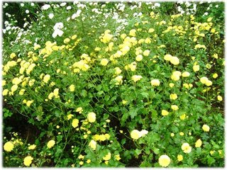 杭菊 黃.jpg