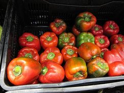 IMG_4578