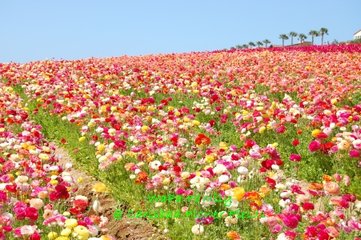 DSC_0063.jpg