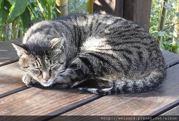 哺乳綱_食肉目_貓科_貓屬_斑貓_竹縣-6號花園_20171116.JPG