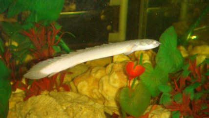 恐龍魚 (13).JPG