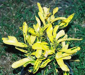 codiaeum variegatum yellow mammey croton.jpg