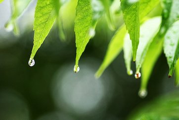 雨滴