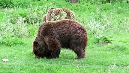 depositphotos_173885786-stock-video-two-brown-bears-eating-grass.jpg