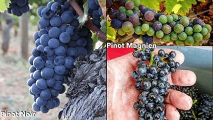 [布根地] 另一種Pinot Noir－Pinot Magn