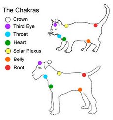 catDogChakras