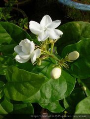 Jasminum sambac.jpg