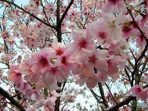 sakura.jpg