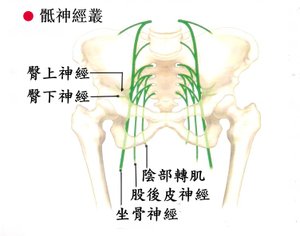 骶神經叢