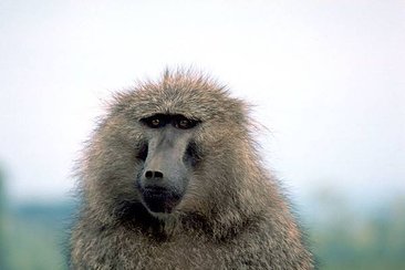 Olive_baboon.jpg