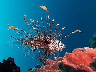 lionfish.jpg