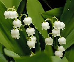 lily of the valley.jpg