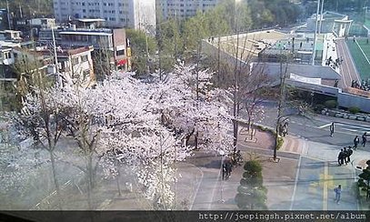 宿舍外面也有兩棵櫻花!!!!