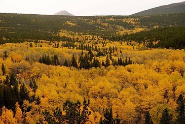 Aspen-trees-turned-gold-are-seen-during-the-Autumn-Equinox-in-the-northern