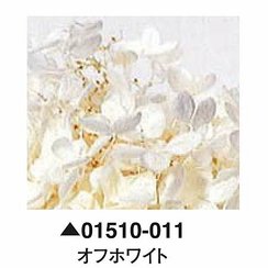 大地農園01510-011_繡球花哪裡買_繡球花介紹_永生花專賣_永生花推薦_愛意花坊-2022.jpg