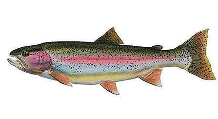 rainbow-trout-2.jpg