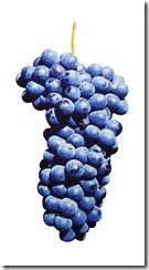 p-barbera