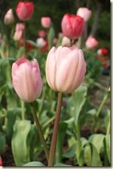 DSCF5371-1